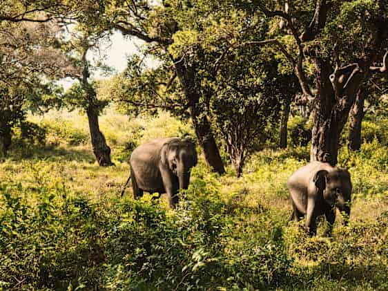 Elefanter i Yala National Park på Sri Lanka