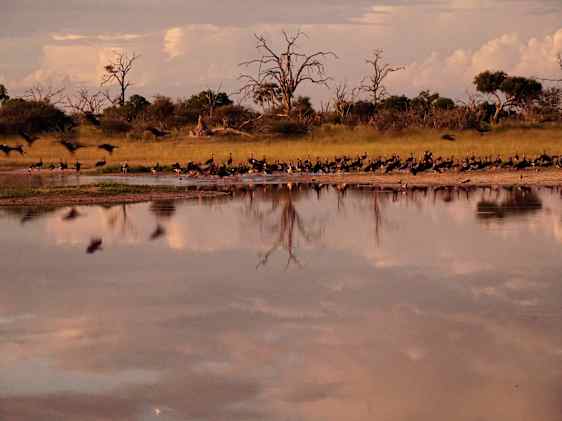 Okavango deltat