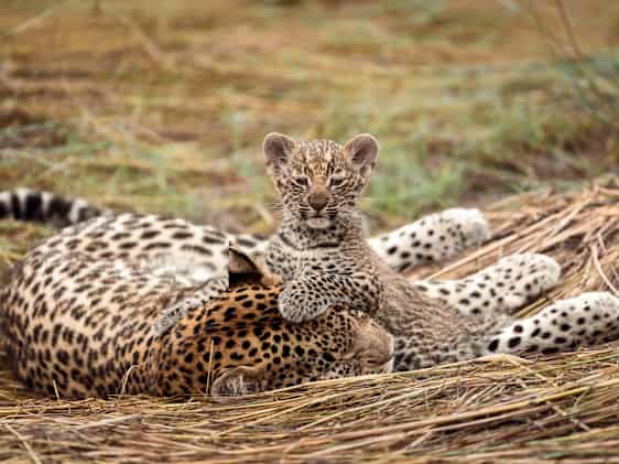 Leopard som vilar