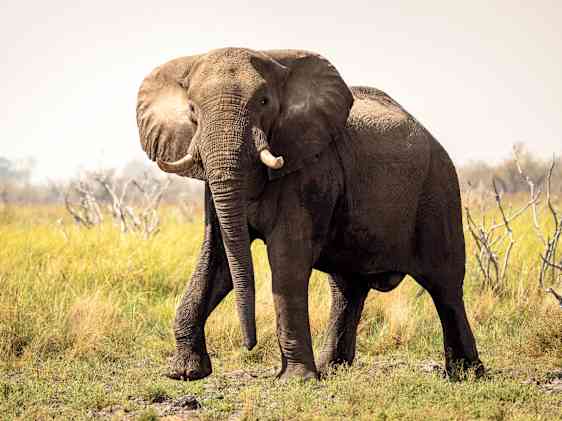 Elefant på savannen
