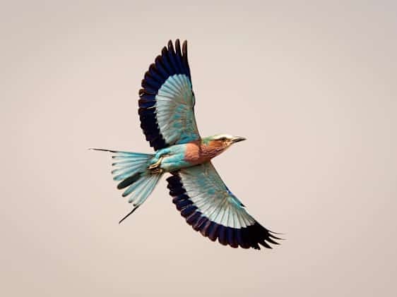 Fågel flyger