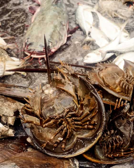 Matmarknad i George Town