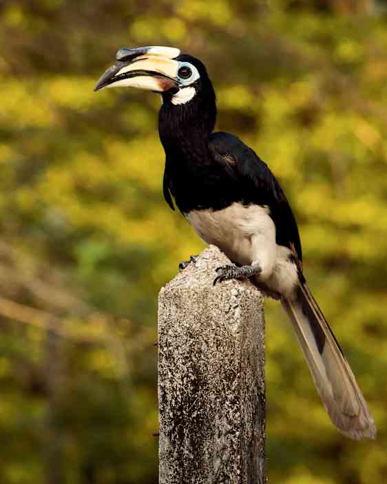 Fågel på Pangkor