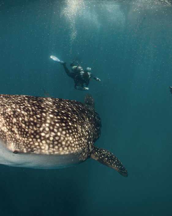 Snorkling och dykning