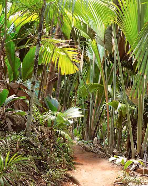 Vallée de Mai