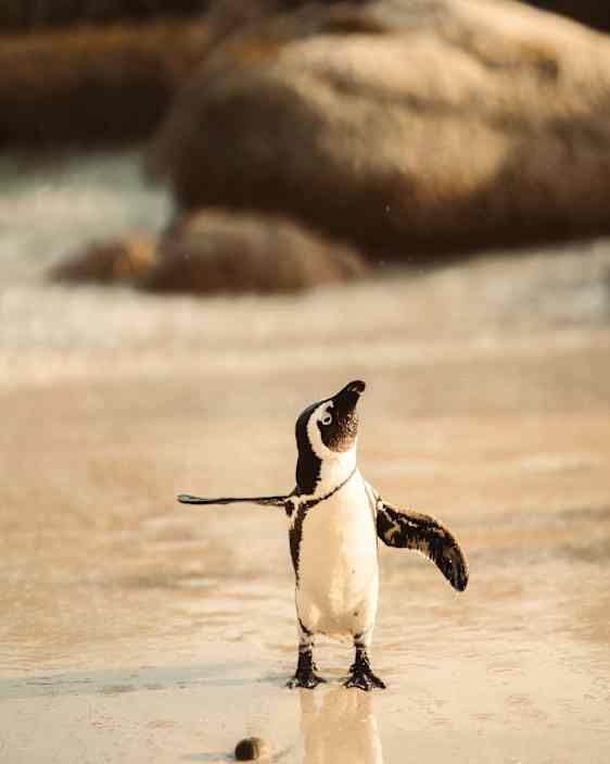 Pingvin på en strand