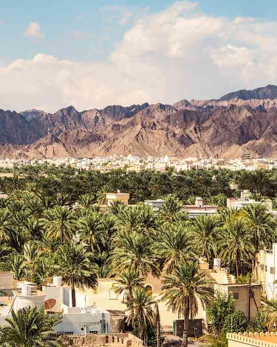 Nizwa Palm Groove, Oman