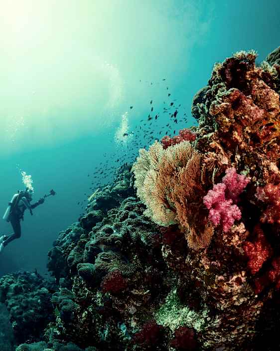 Dykning vid Similian Islands