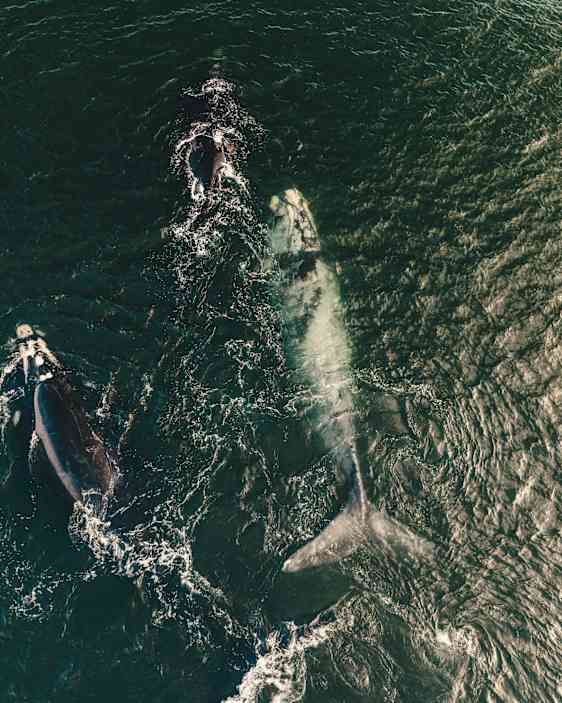 Valar sedda från ovan