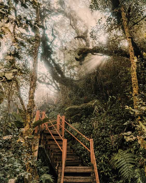 Mossy Forest, Malaysia