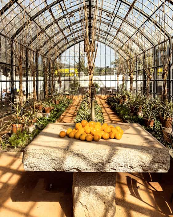 Vingården Babylonstoren