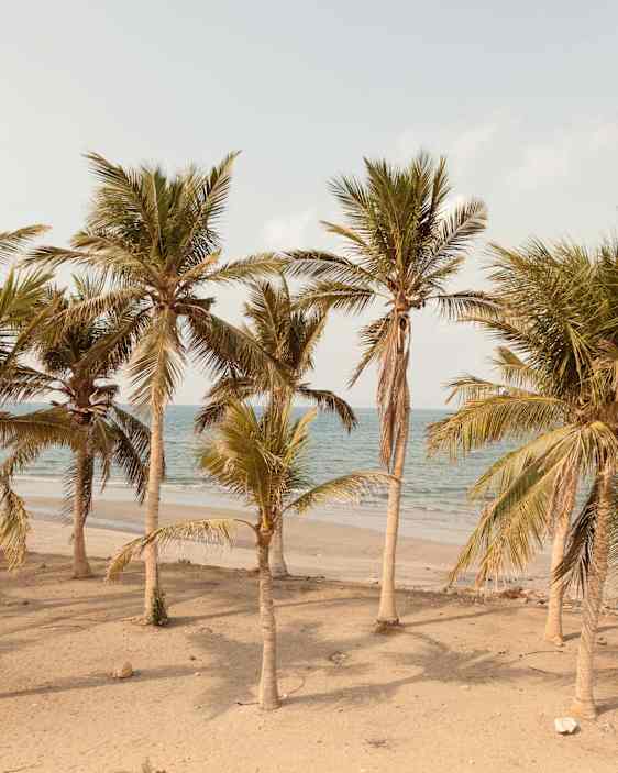 Palmer på strand i Muskat, Oman