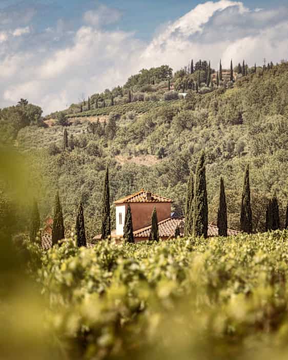 Vingård i Toscana