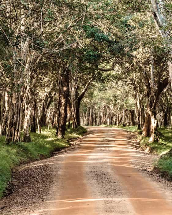 Wilpattu National  Park 