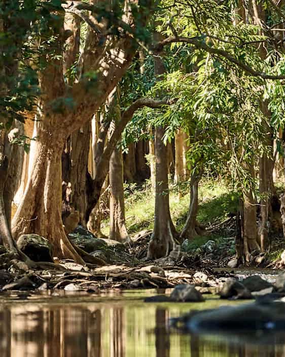 Black River Gorges National Park