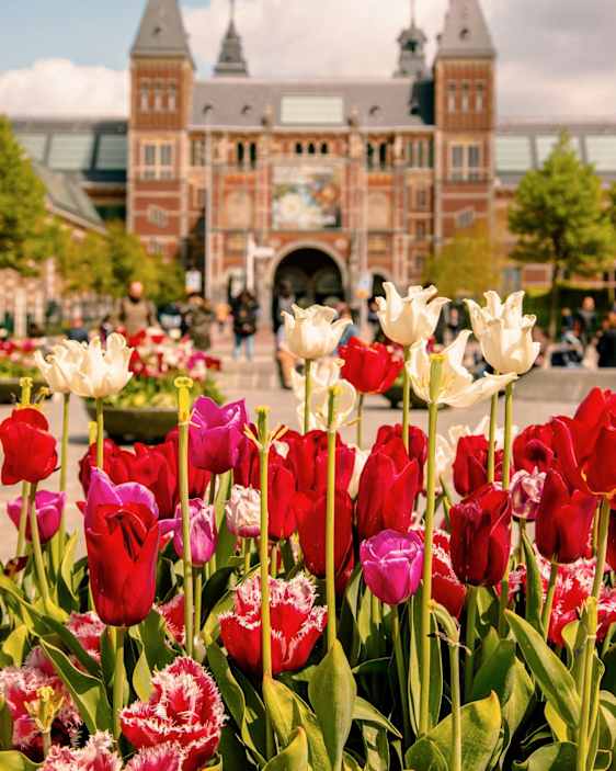 Tulpaner framför Rijksmuseum