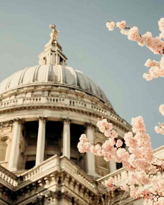 En vit byggnad med en kupol, med blommande körsbärsträd i förgrunden. (AI-genererad text)