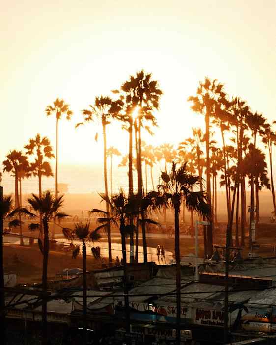 Utsikt över palmer vid solnedgången med strand och byggnader i förgrunden. (AI-genererad text)