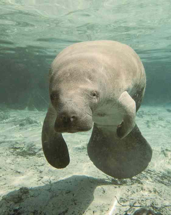 Sjöhäst under vattnet. (AI-genererad text)