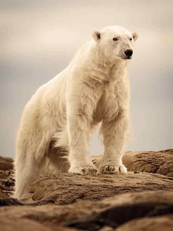 Isbjörn på Svalbard