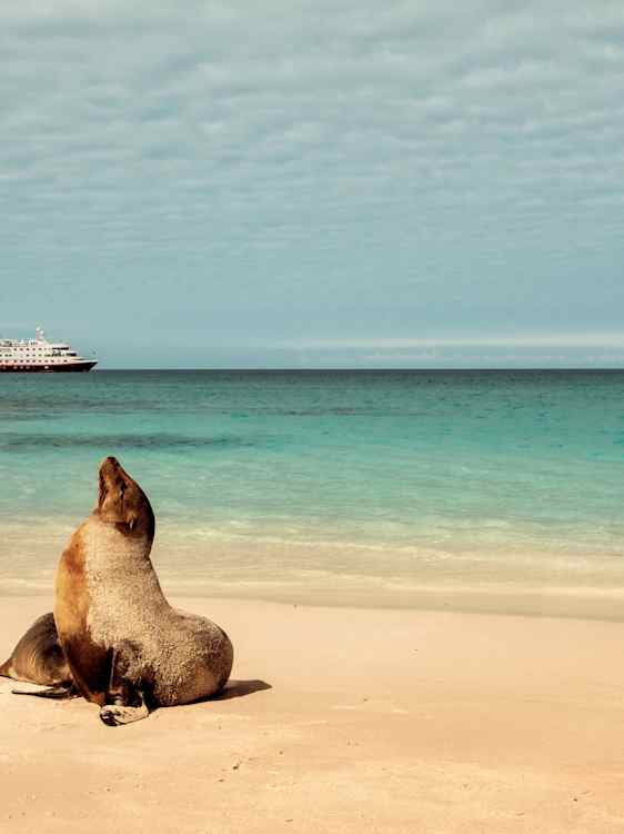 Sjölejon på stranden i Galapagos