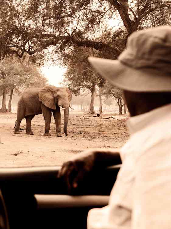 Safari i Zimbabwe