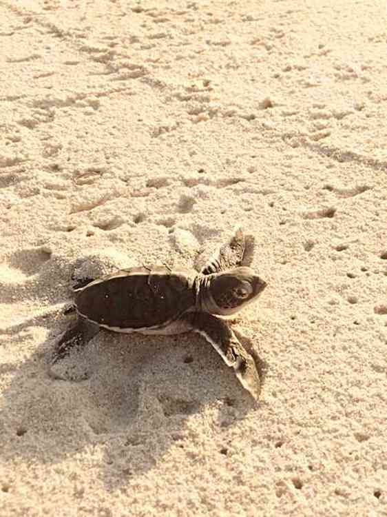 Liten sköldpadda på stranden