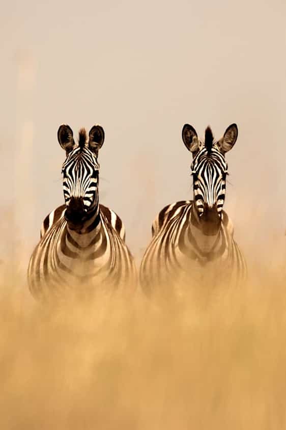 Safaribil på savannen