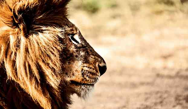 Närbild av en lejonhanes ansikte och man. (AI-genererad text)