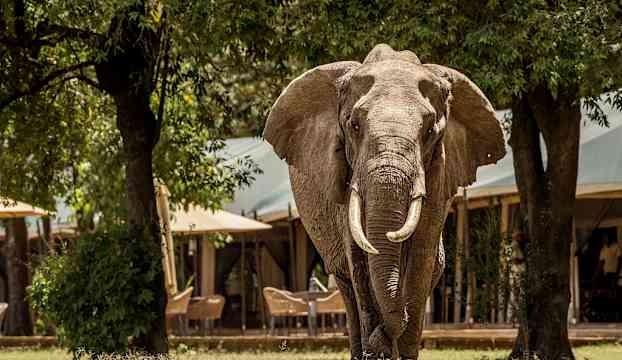 En elefant som står framför tält byggnader. (AI-genererad text)
