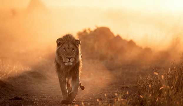 En lejonhanne går på en stig i ett gyllene ljus. (AI-genererad text)
