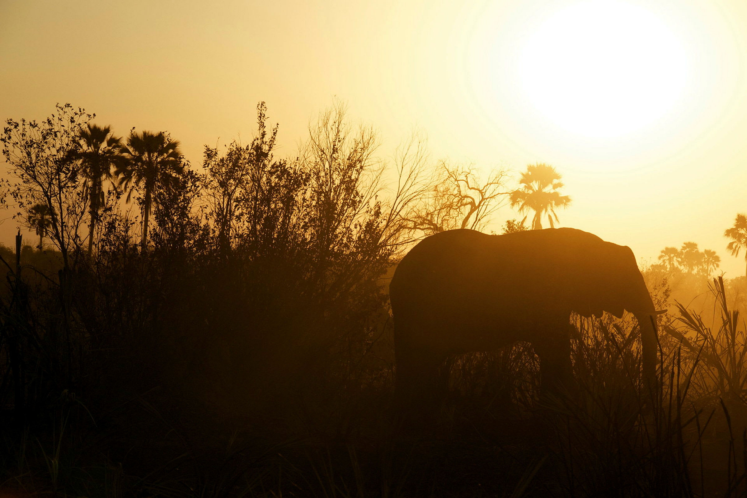En elefant i solnedgångslandskap. (AI-genererad text)