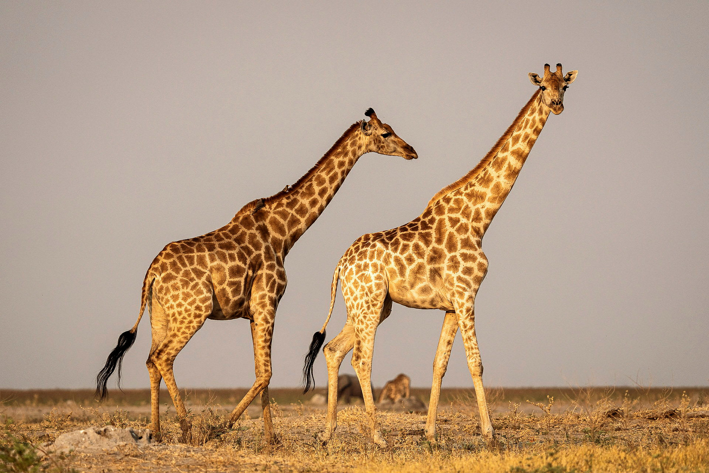 Två giraffer står på ett öppet fält. (AI-genererad text)