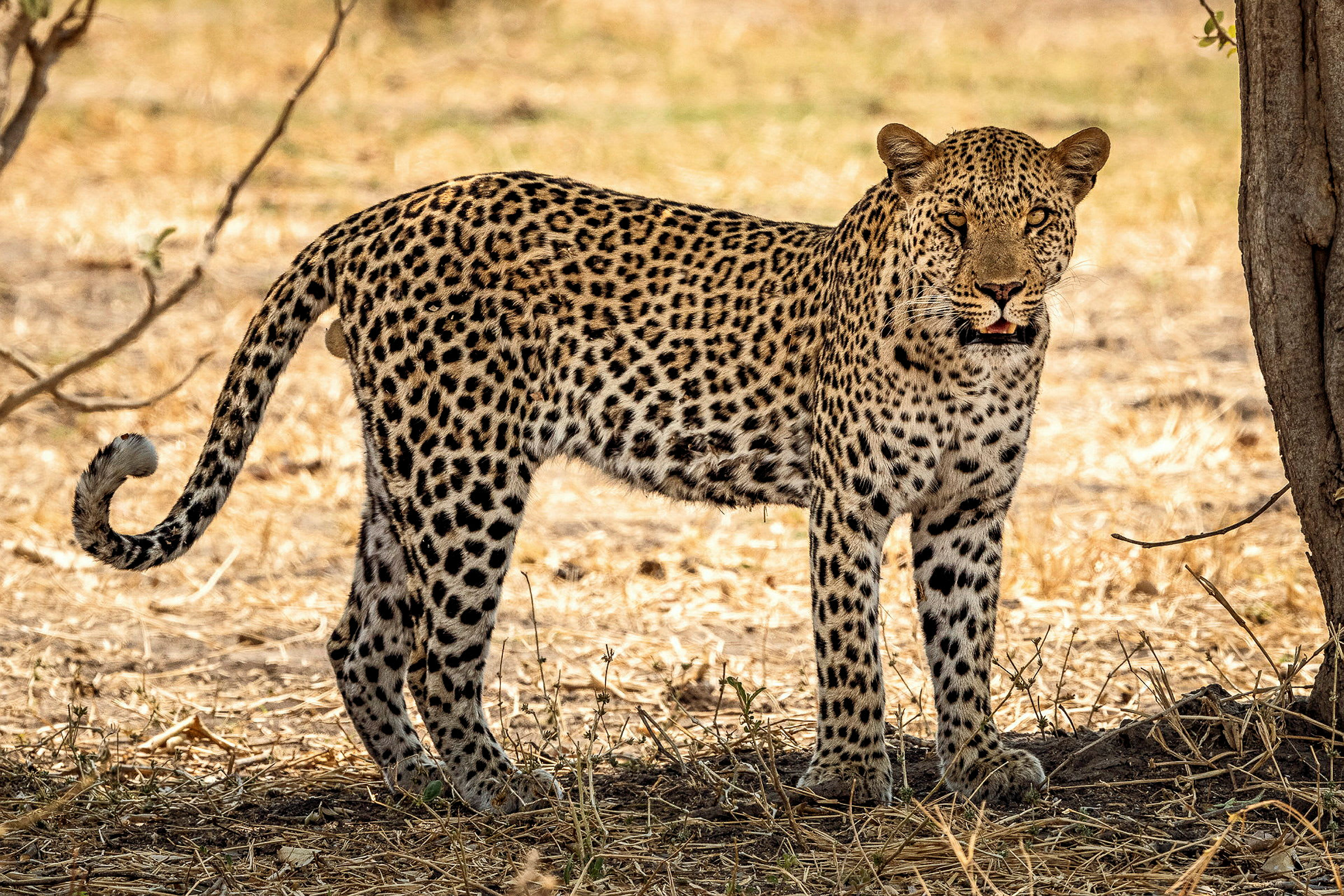 En leopard står på marken i en torr skogsmark. (AI-genererad text)