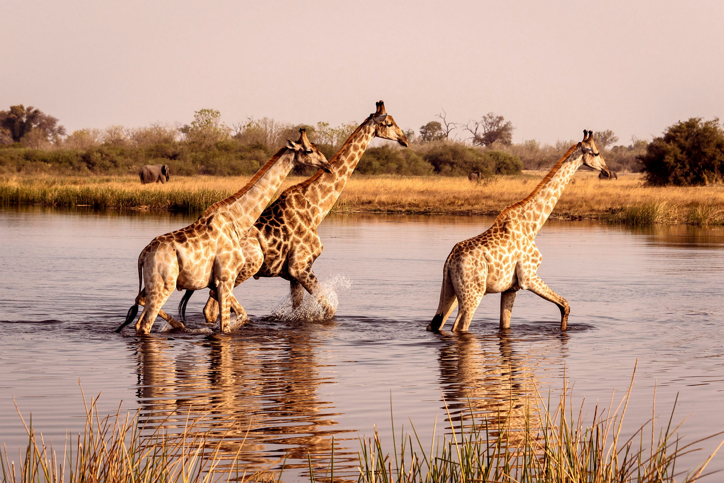 Tre giraffer går genom vatten vid en flod med grön vegetation i bakgrunden. (AI-genererad text)