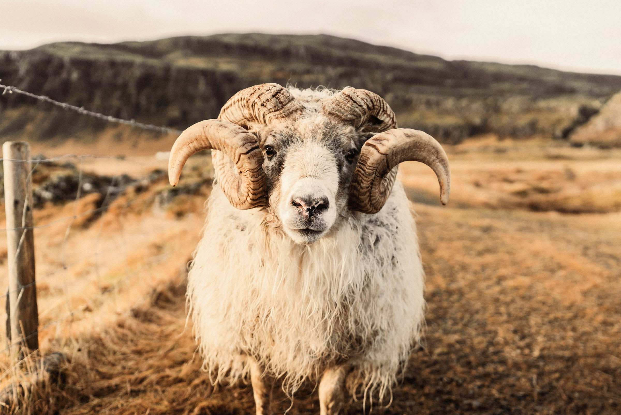 En bagge med stora horn och lång ull är fotograferad på nära håll utomhus. (AI-genererad text)
