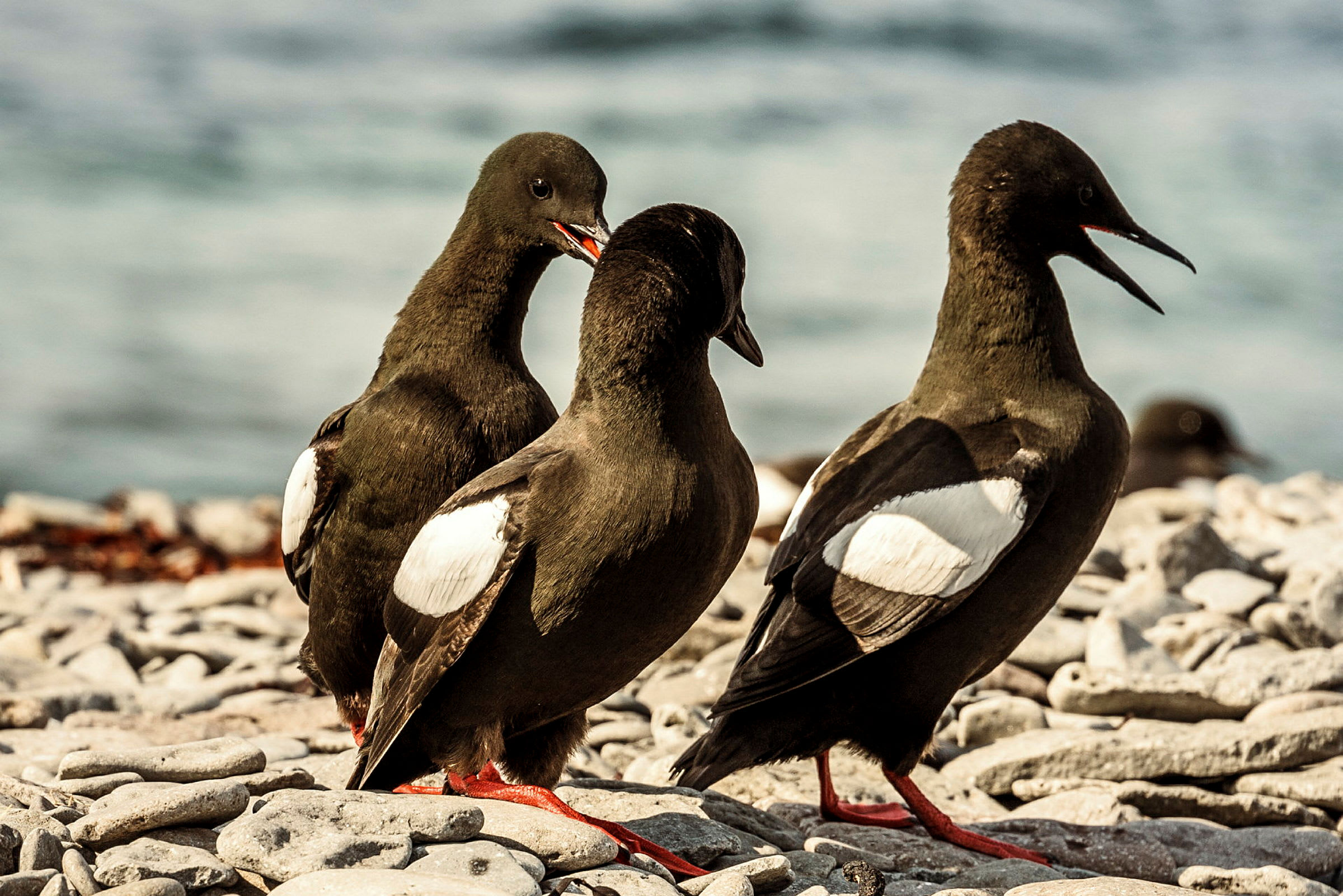 Tre fåglar med mörk fjäderdräkt och vita fläckar på vingarna står på en strand av stenar. (AI-genererad text)