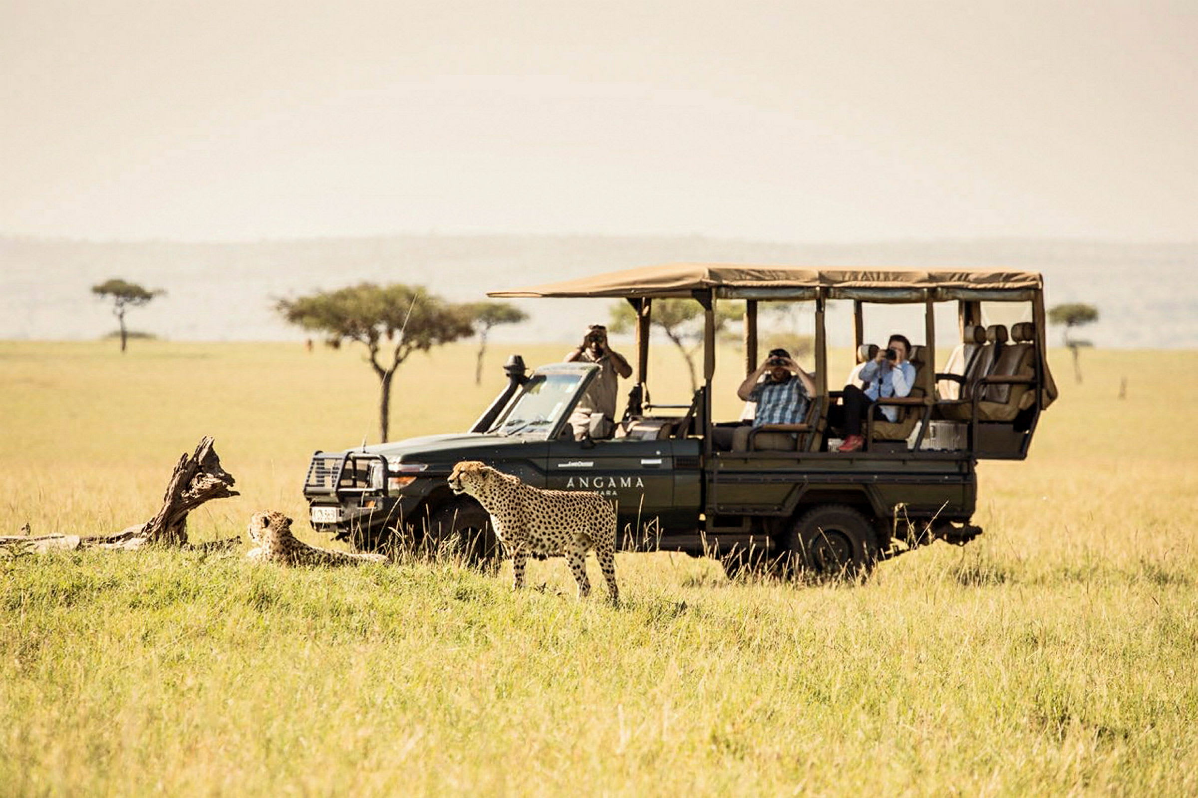 En safari-jeep med turister som betraktar en gepard på en gräsbevuxen savann. (AI-genererad text)