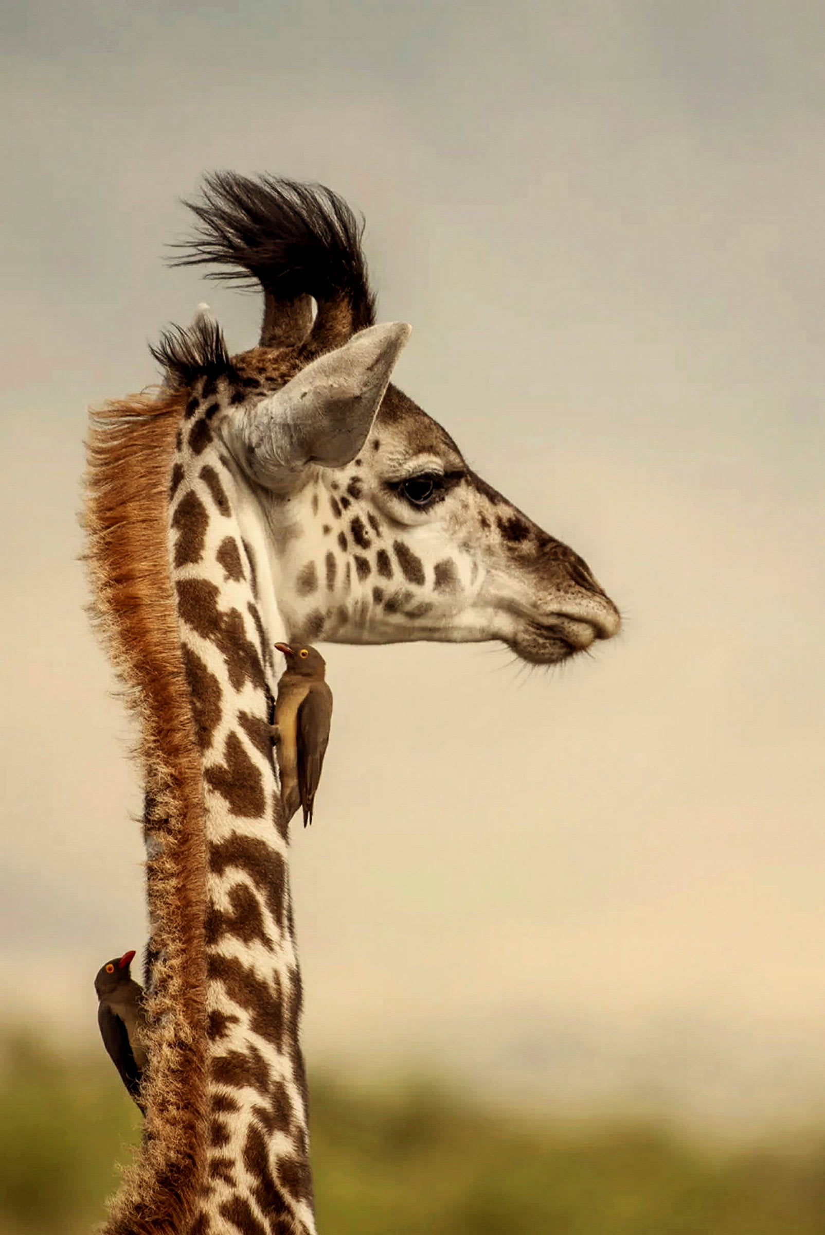 Närbild av en giraffs hals med två fåglar sittande på pälsen. (AI-genererad text)