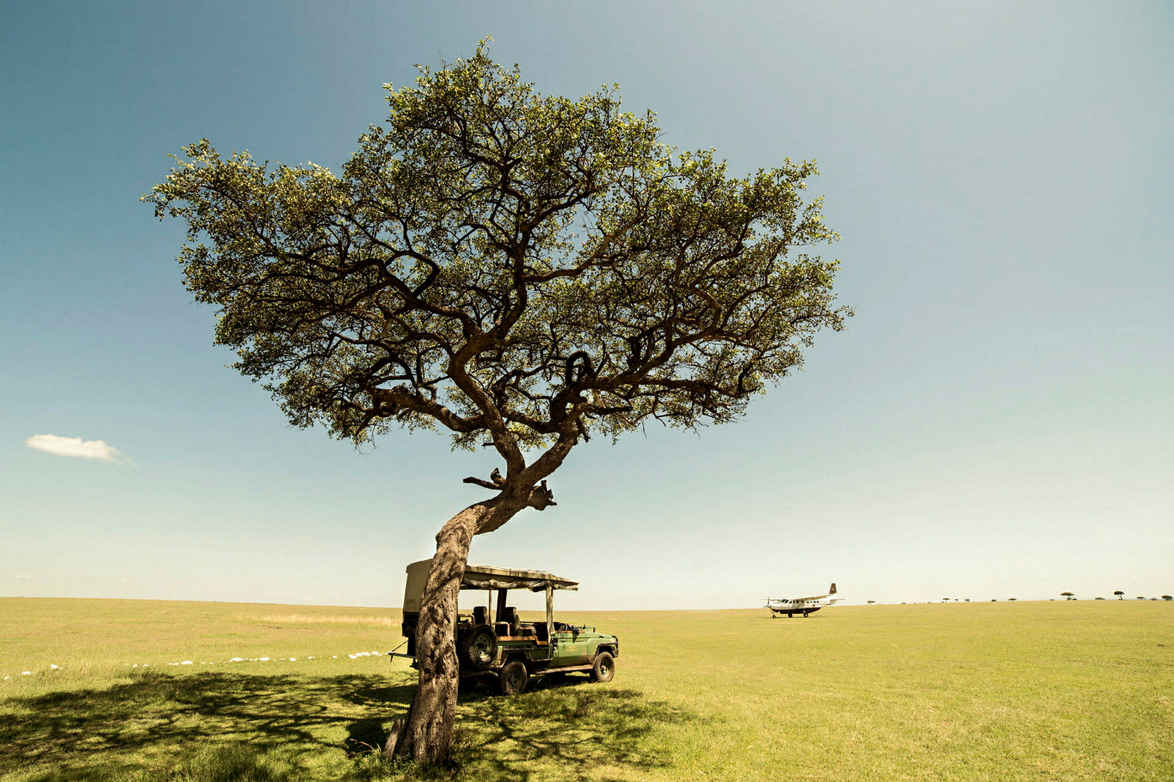 Ett trä med vid grenverk står på en öppen grässlätt, en safaribil är parkerad under trädet och ett mindre flygplan syns i fjärran. (AI-genererad text)