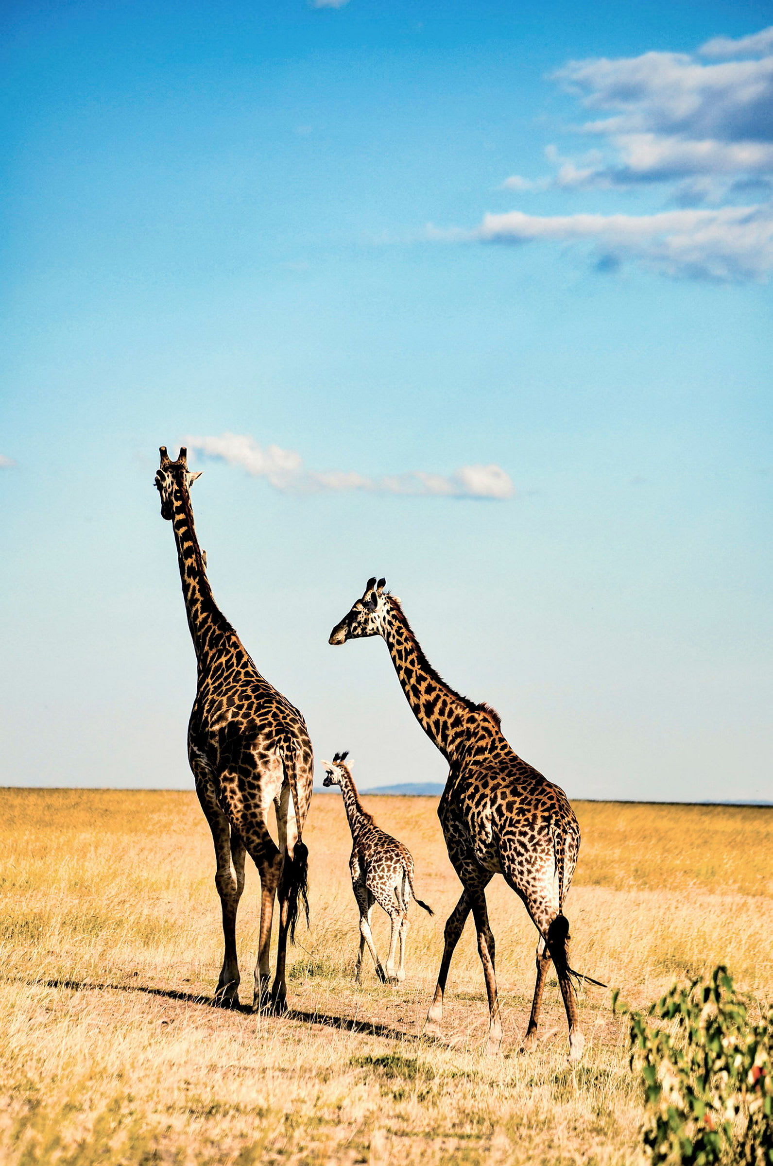 Tre giraffer står på en öppet savannlandskap under en klarblå himmel. (AI-genererad text)