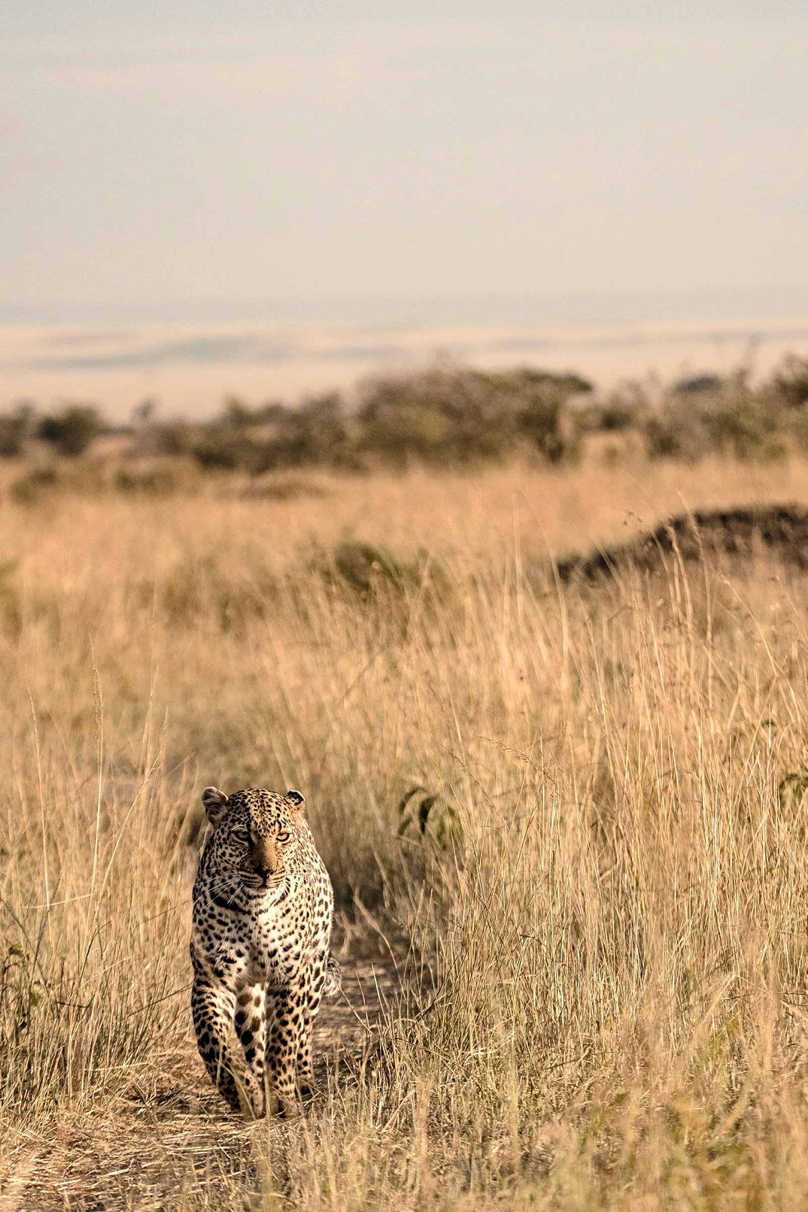 En leopard går genom gräsbevuxen savann. (AI-genererad text)