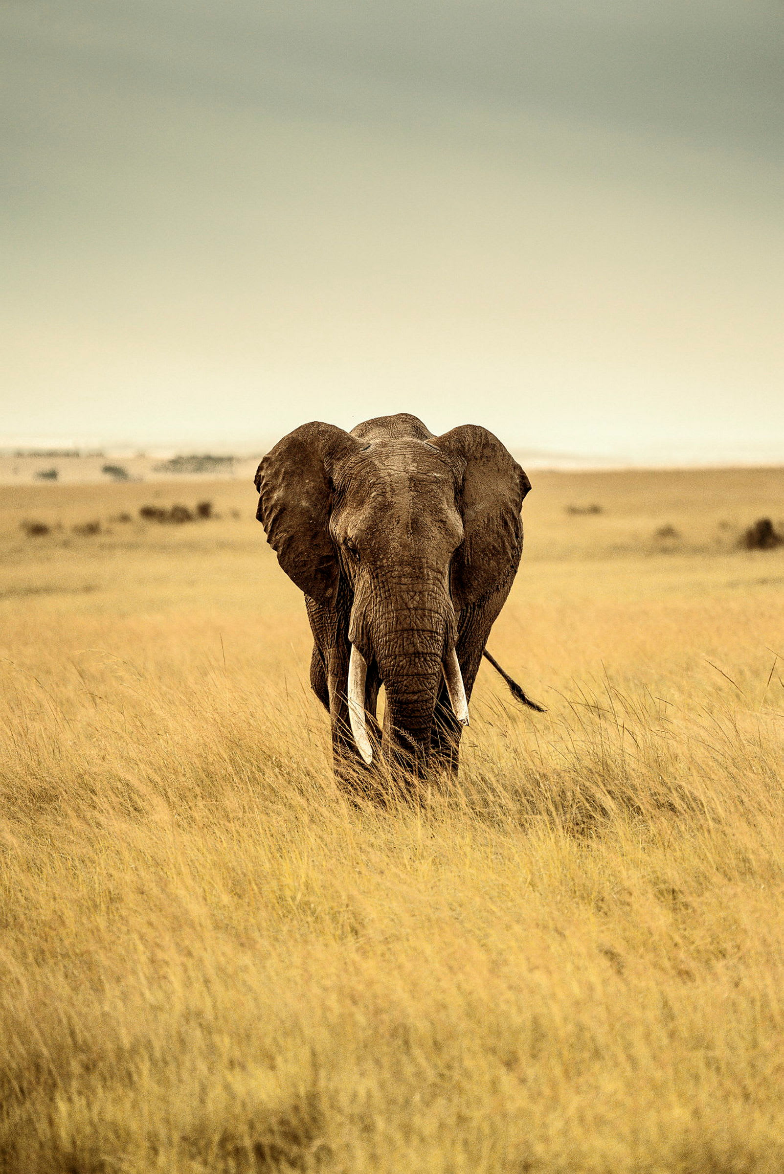 En elefant står i högt gräs. (AI-genererad text)