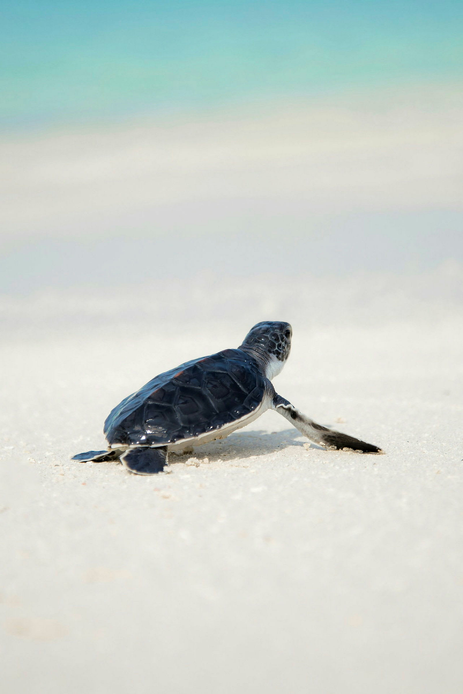 En sköldpaddsunge på en vit sandstrand. (AI-genererad text)