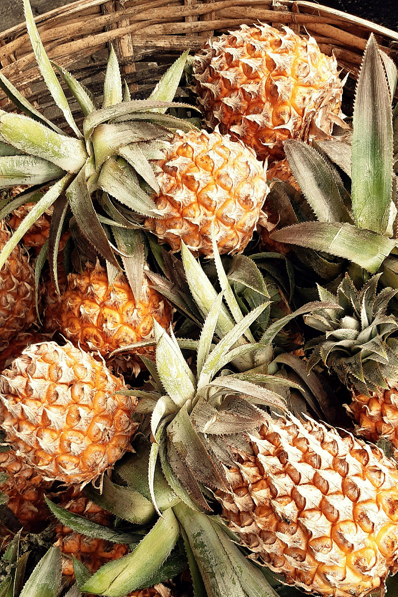 Flera ananasfrukter samlade i en korg. (AI-genererad text)