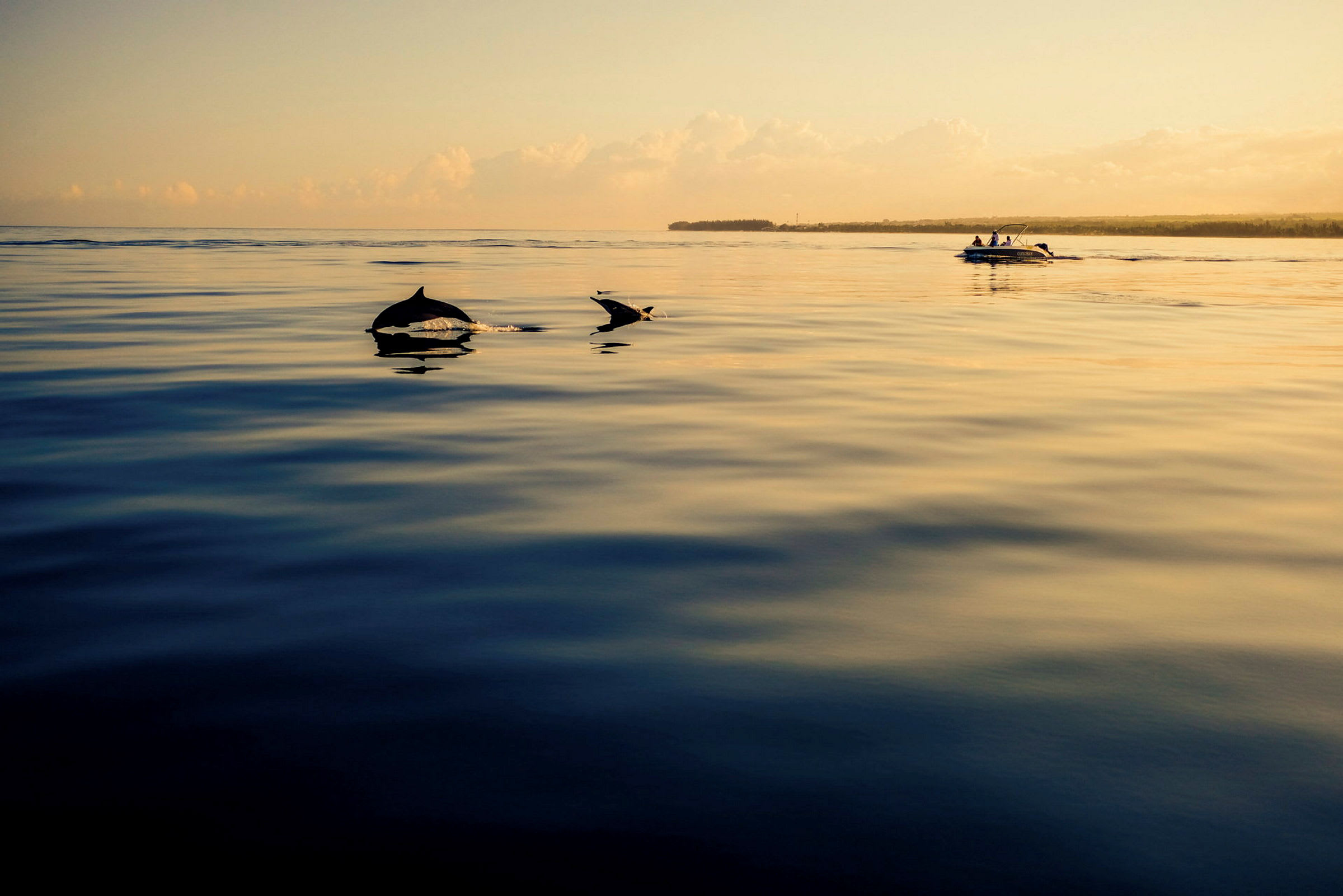 Delfiner simmar i havet vid soluppgång med en båt i bakgrunden. (AI-genererad text)