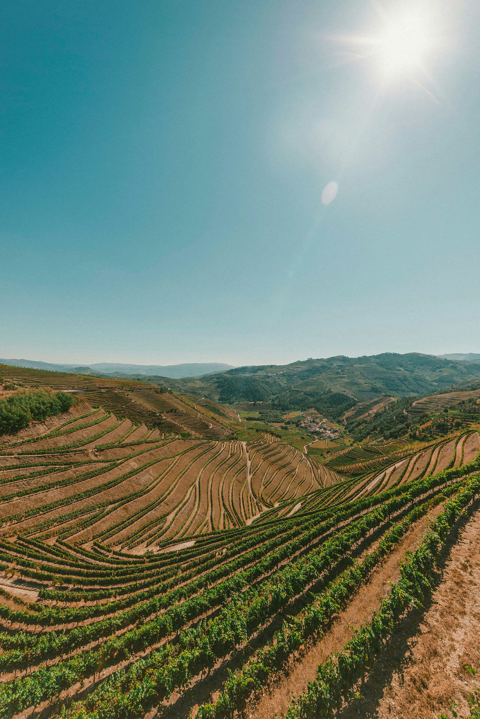 Vy över terrasserade vinplantager under molnfri himmel. (AI-genererad text)