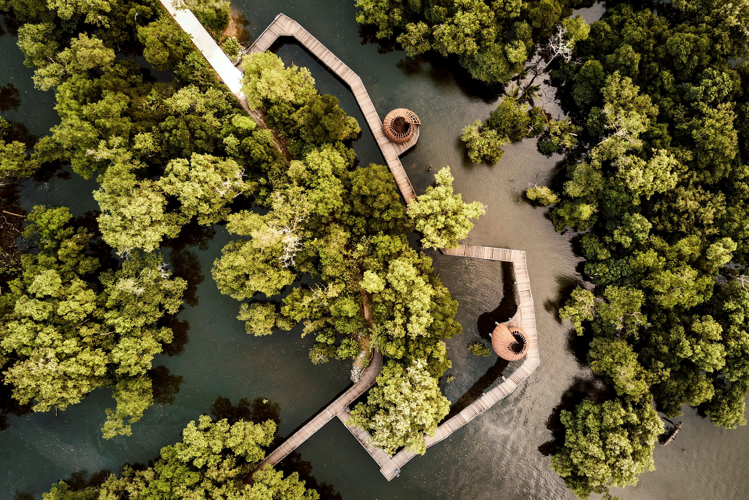Flygvy över träplattformar och stigar som leder genom täta mangroveskogar. (AI-genererad text)