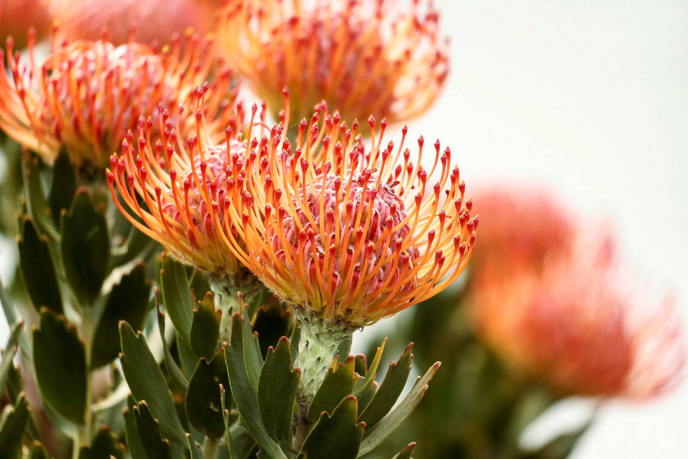 Närbild av orange-blommiga proteor med distinkta långa ståndare. (AI-genererad text)