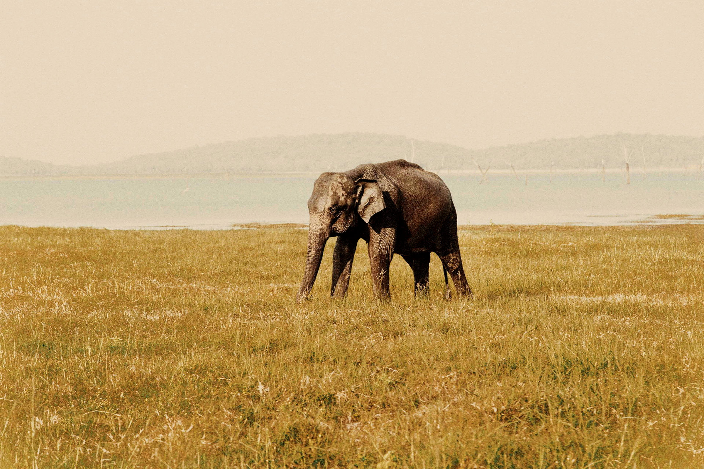 En elefant går på en gräsbevuxen yta nära vatten. (AI-genererad text)